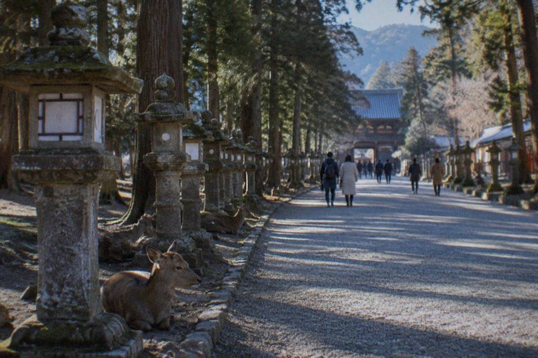 Nara Morning Tour, 4 Hours, Nara