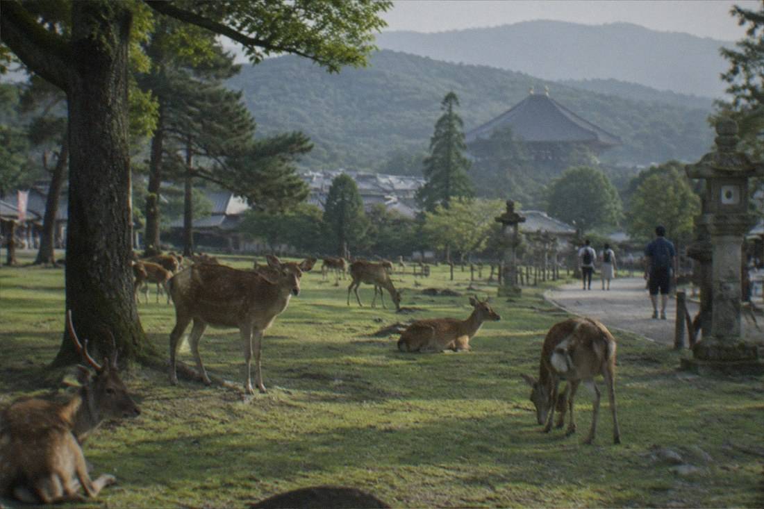 Nara Early Bird Tour, English Guide, Nara