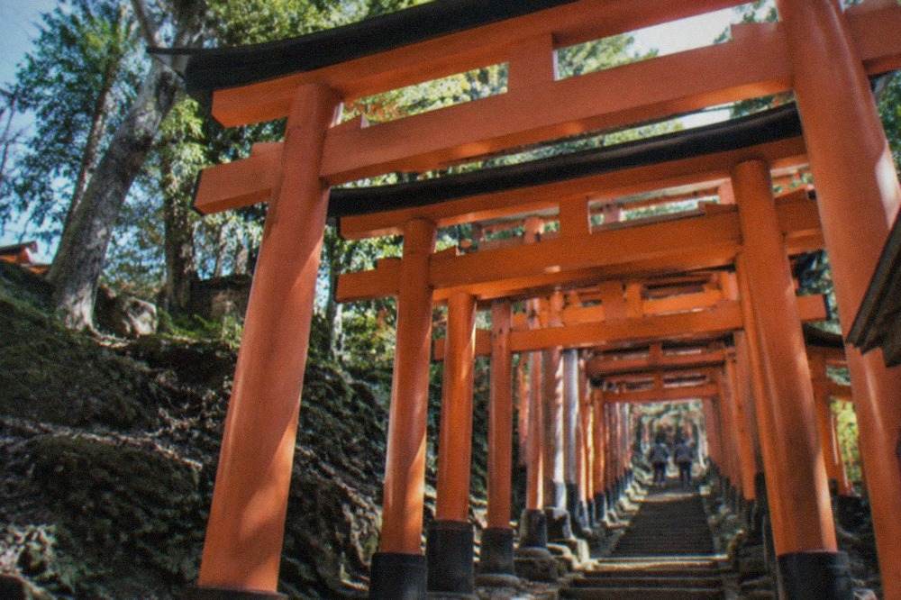 Torii gates winding up the forested slope of Inari mountain in Kyoto