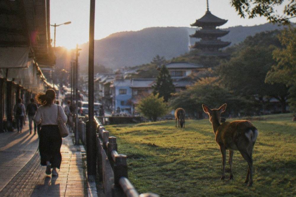 Deer standing on a grassy park lawn in Nara with pagoda rooftops and wooded hills behind them