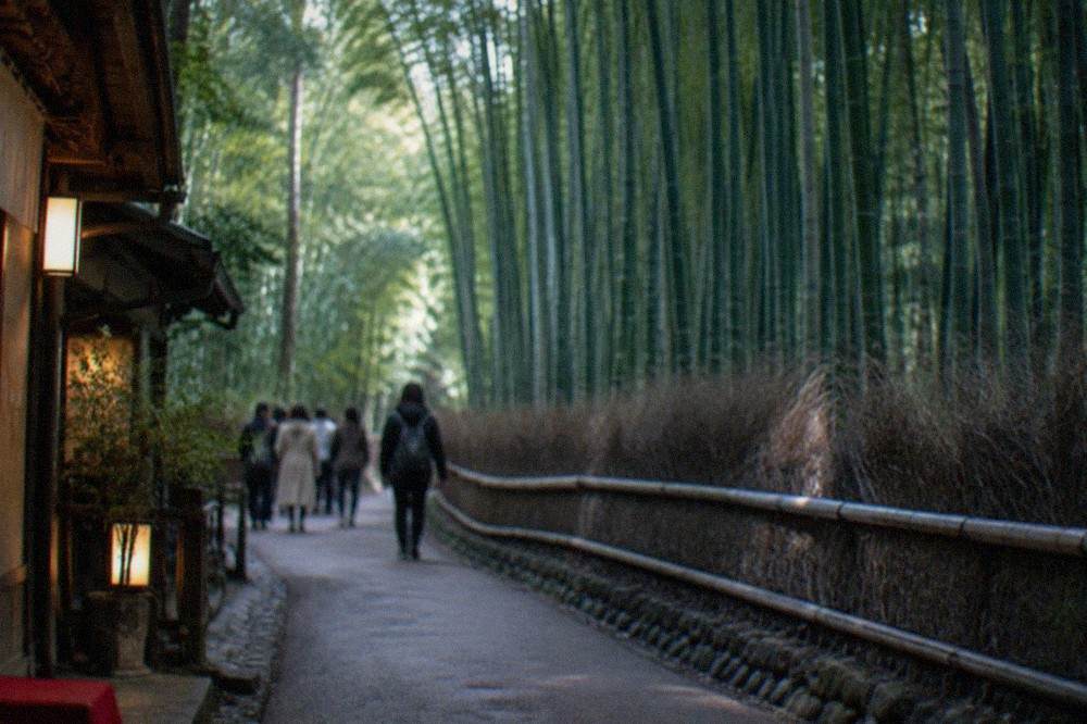Tall bamboo grove path in Arashiyama with sunlight filtering through green stalks