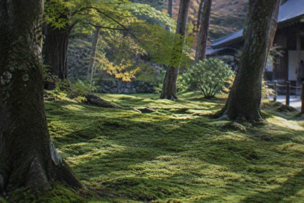 A quiet Kyoto temple garden with a carpet of green moss covering the ground beneath tall maple trees