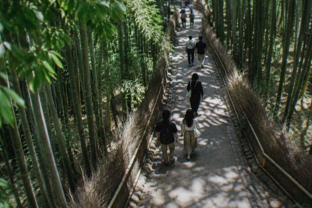 A tall bamboo grove lining a walking path in Arashiyama, Kyoto
