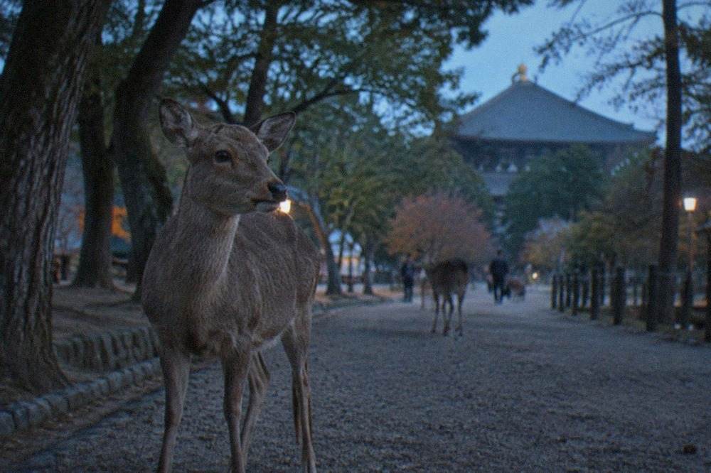 Deer standing on a gravel path among trees in Nara Park with a temple roof in the distance