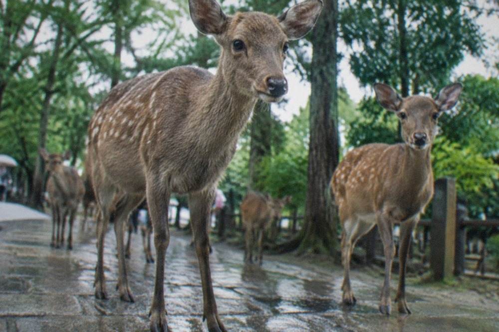 Sika deer standing on a paved path in Nara Park with trees behind them
