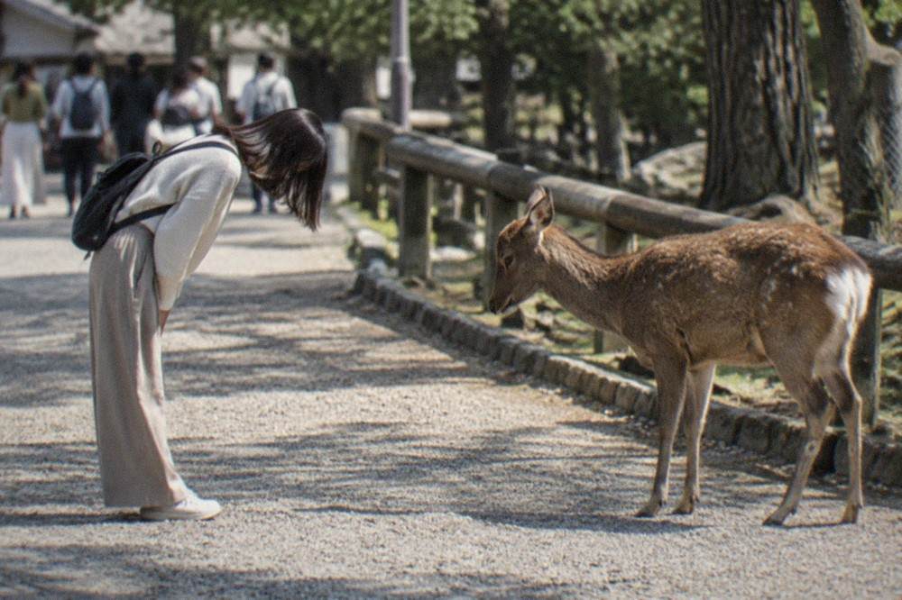 A visitor bowing to a sika deer on a gravel path beside a wooden fence in Nara Park