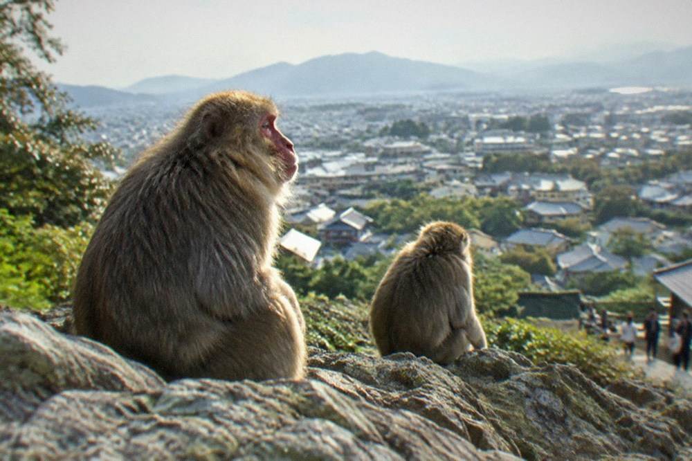 Japanese macaques sitting on a hilltop lookout with a wide view over Kyoto's rooftops and hills