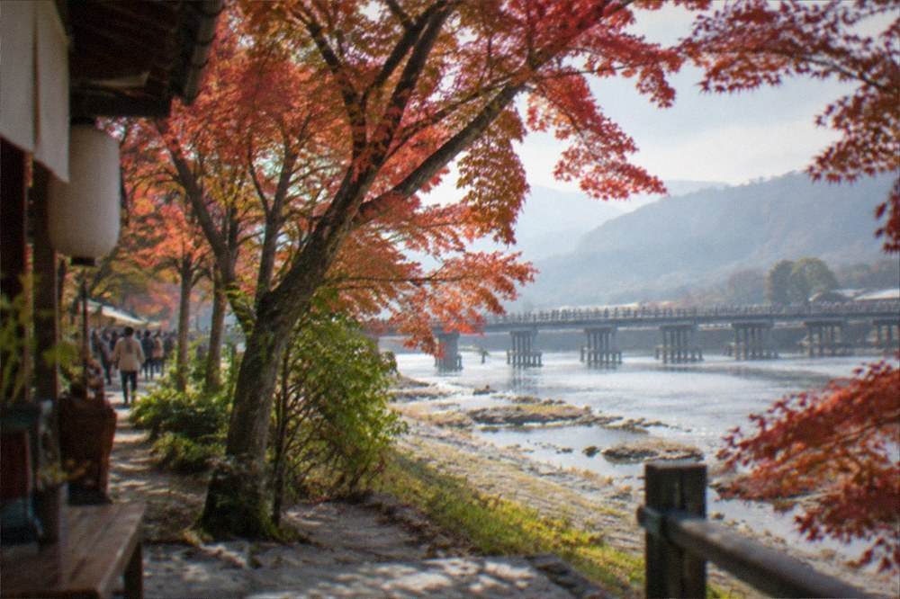 Maple trees with red and orange leaves along a riverbank with a bridge in the background