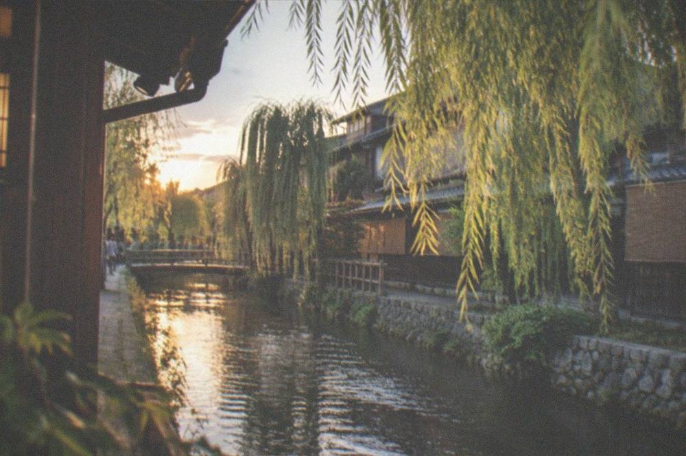 Willow trees along the Shirakawa canal beside wooden machiya buildings in Gion