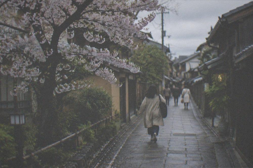 A cherry tree in bloom along a narrow street with old wooden houses