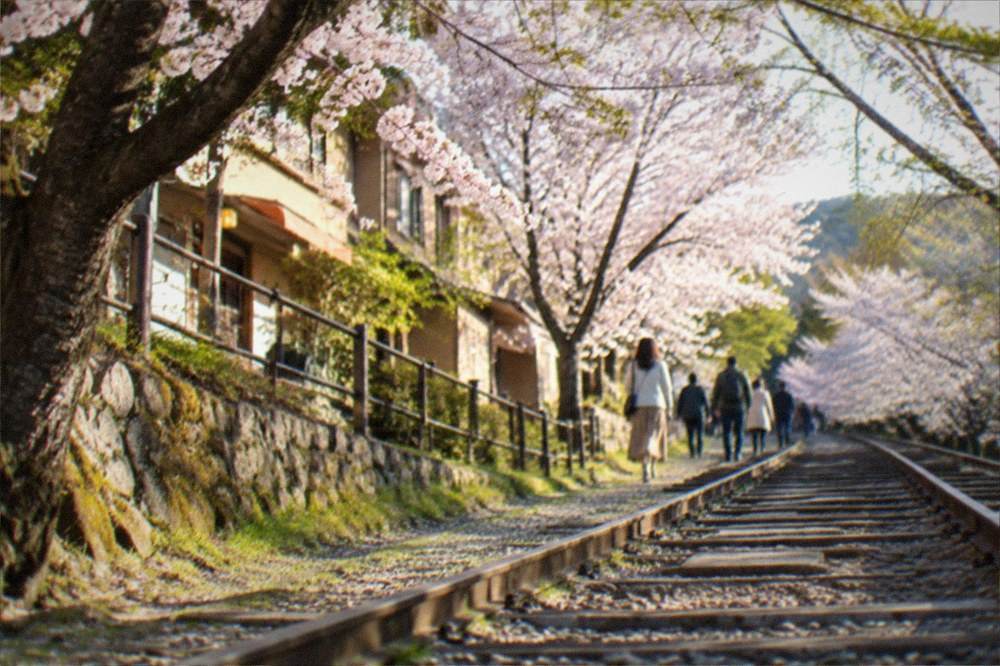Cherry blossom trees in full bloom lining the sloped Keage Incline railway track in Kyoto