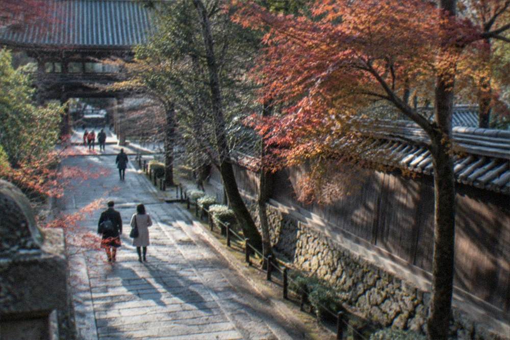 A quiet stone path through temple grounds with maple trees and a wooden wall