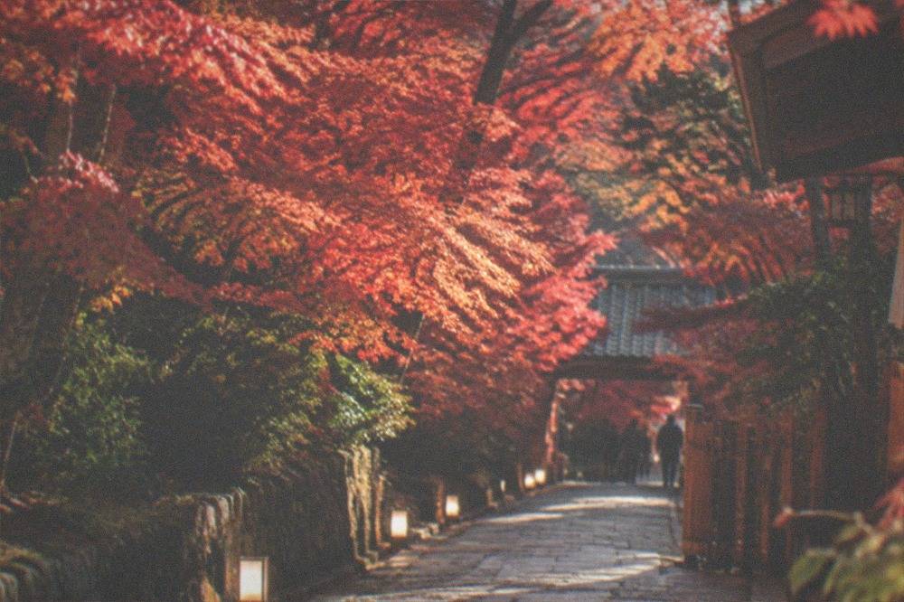 A lit stone path through dense red maples at night in a Kyoto temple