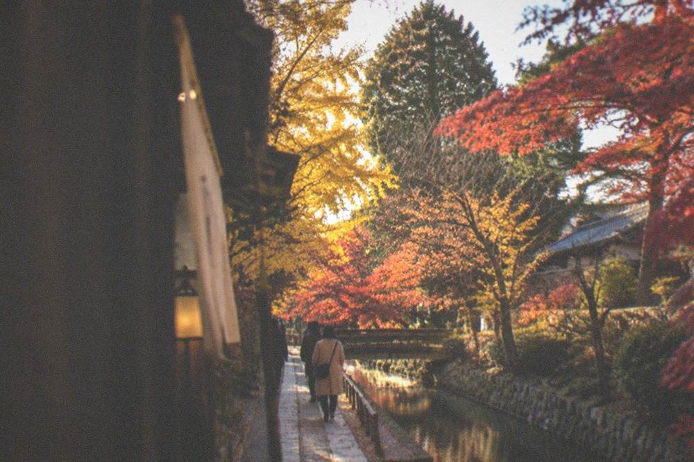 Golden ginkgo and red maple trees along a canal path in Kyoto in late autumn
