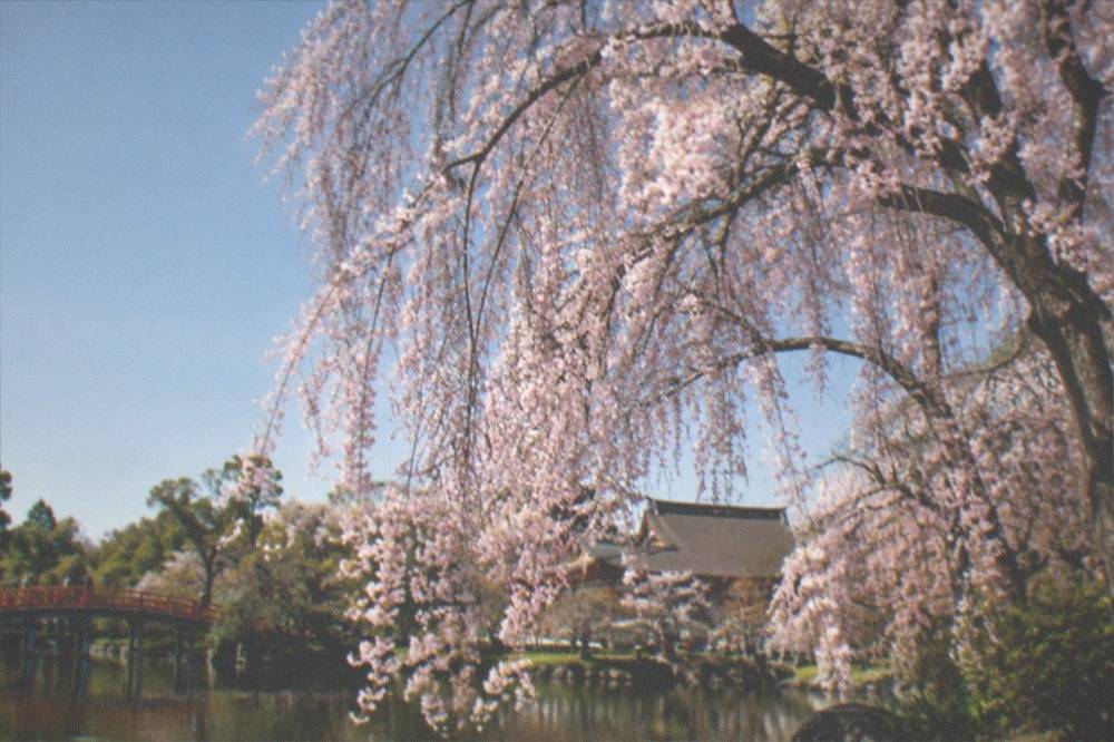 A weeping cherry tree in bloom beside a pond at Heian Shrine garden