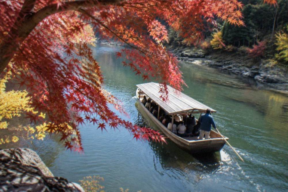 A wooden boat passing under overhanging maple branches with red autumn leaves