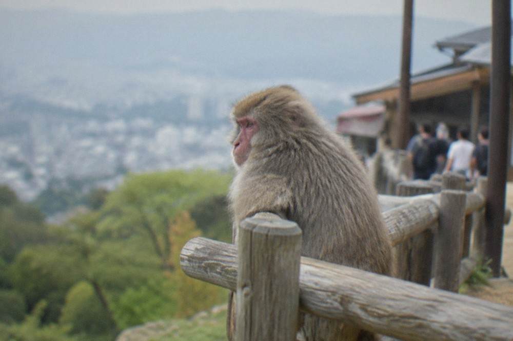 A Japanese macaque resting on a wooden railing at the monkey park summit