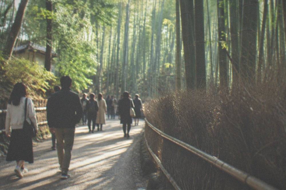 Visitors walking on the path through the tall Arashiyama bamboo grove