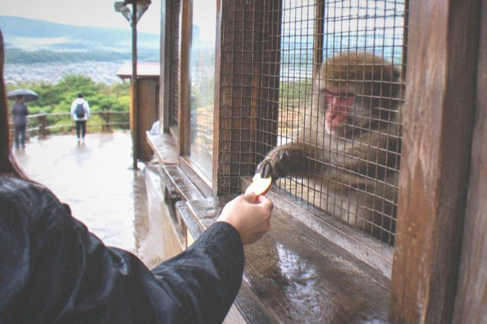 A visitor feeding a macaque apple slices through the mesh window of the park hut