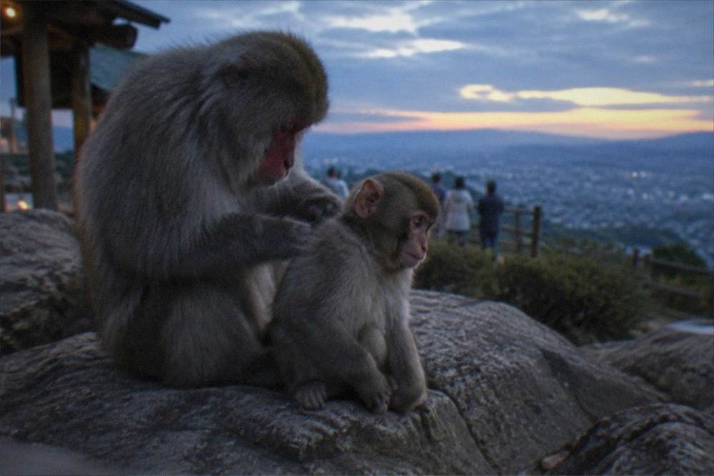 A young macaque being groomed by an adult on the rocks of the park summit