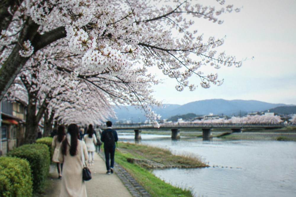 Cherry trees in bloom along a riverside path with people strolling