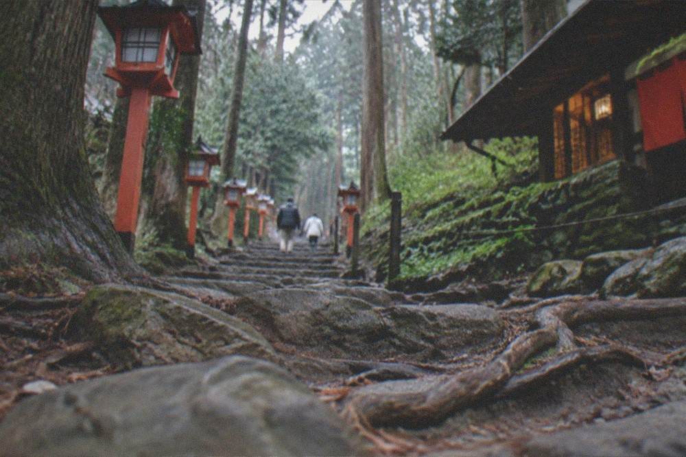 A forest hiking trail climbing through tall cedar trees with roots and rocks on the path
