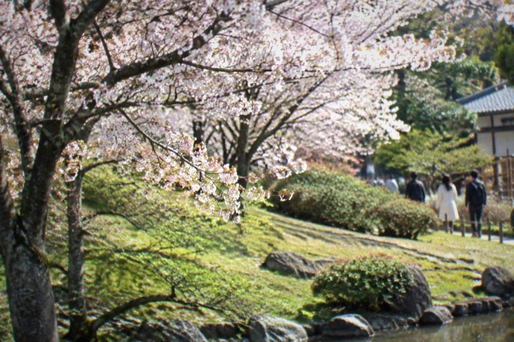 Cherry trees in full bloom on a gentle slope in a garden