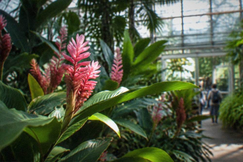 A greenhouse interior with tall tropical plants under glass