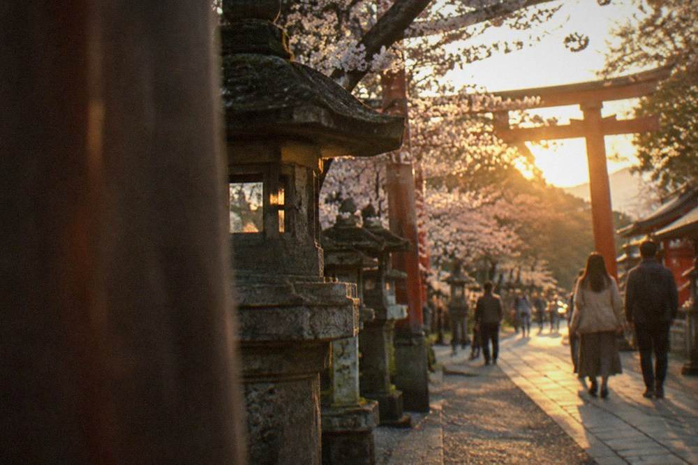 Stone lanterns and cherry trees along a path beside a shrine gate in the evening