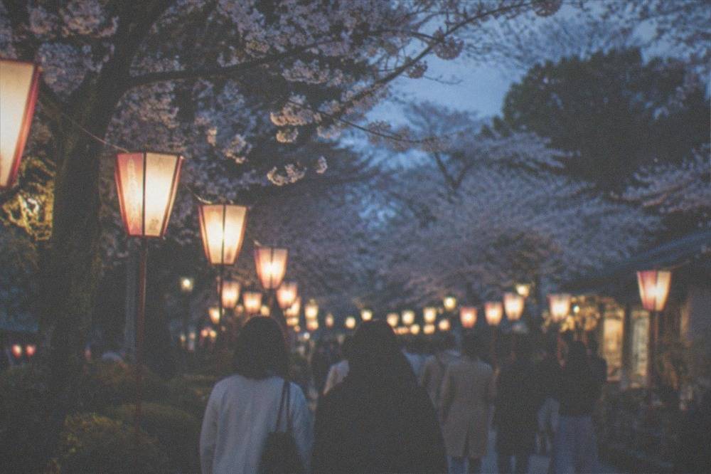 People strolling under lit paper lanterns strung between cherry trees at night