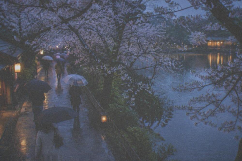 Visitors with umbrellas walking under cherry trees beside a pond in light rain