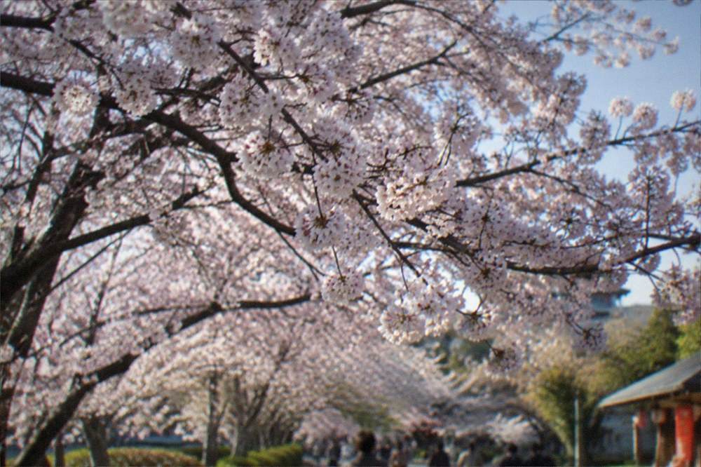 A cherry tree canopy in full bloom seen from below against a clear sky