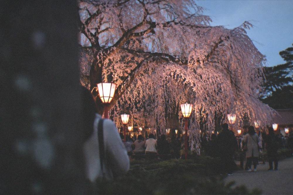 The wide canopy of a weeping cherry tree lit by lanterns at dusk with people gathered below