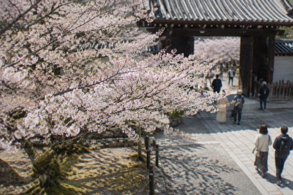 Low spreading cherry trees in blossom beside a temple gate in Kyoto