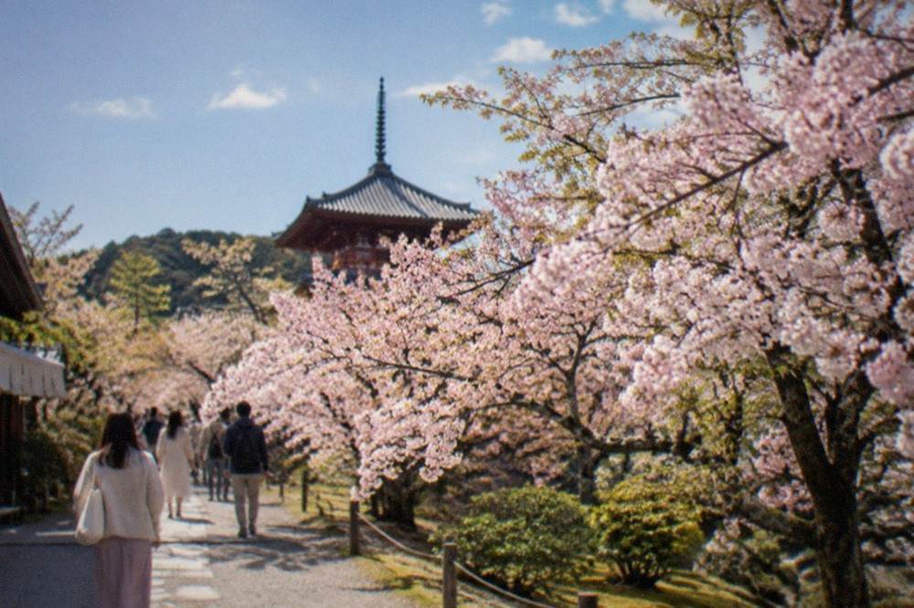 Dense pink cherry blossom on short trees filling a garden in Kyoto