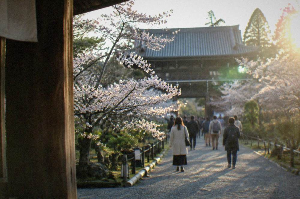 Visitors walking a path between rows of short blossoming cherry trees
