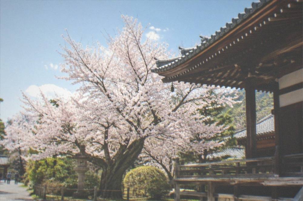 A cherry tree in full bloom beside a traditional wooden temple building