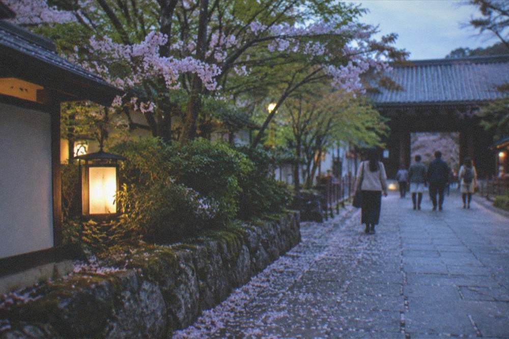 Cherry blossom petals scattered across a stone path at dusk