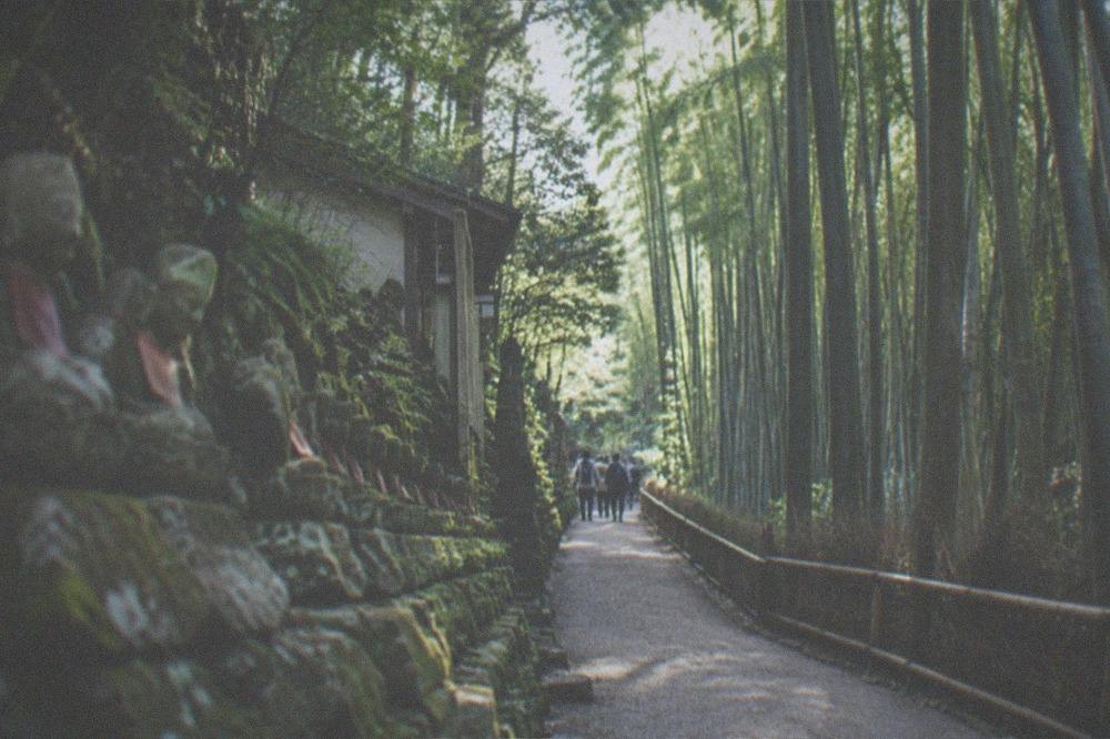 A tall bamboo grove path with sunlight filtering through the stalks