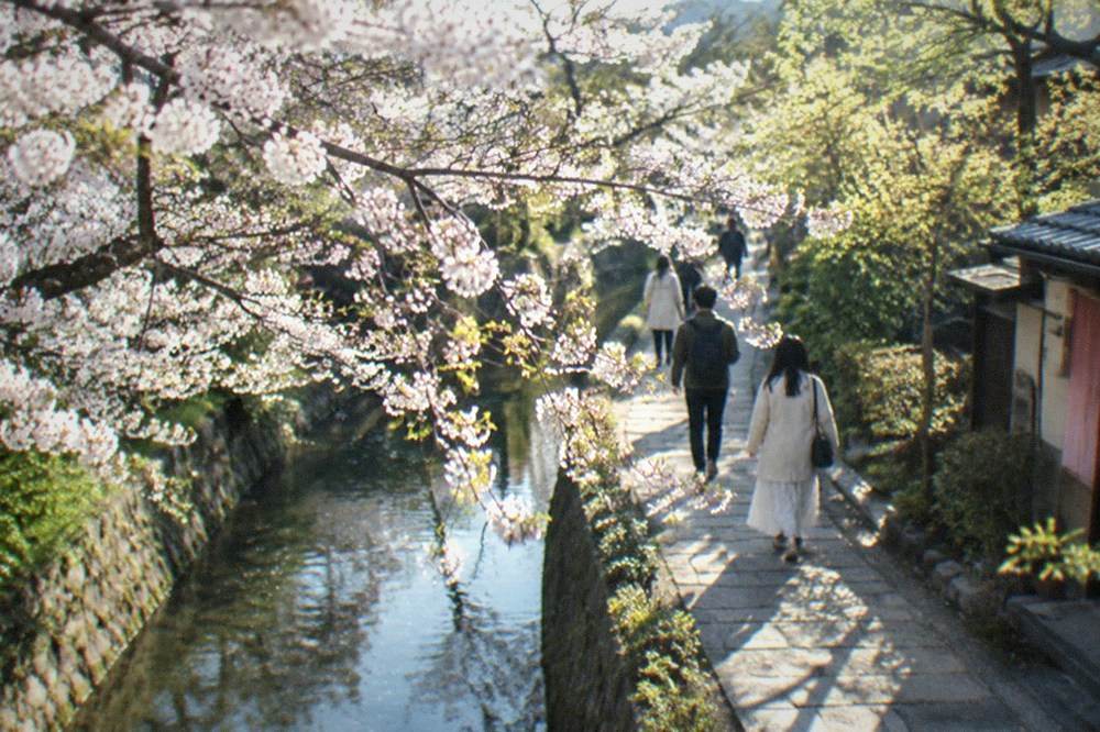 Cherry blossom branches hanging over a stone canal path with a few walkers below