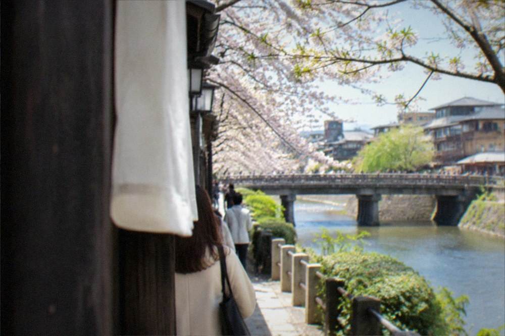 Cherry blossom trees along a riverbank with a bridge and narrow buildings visible across the water