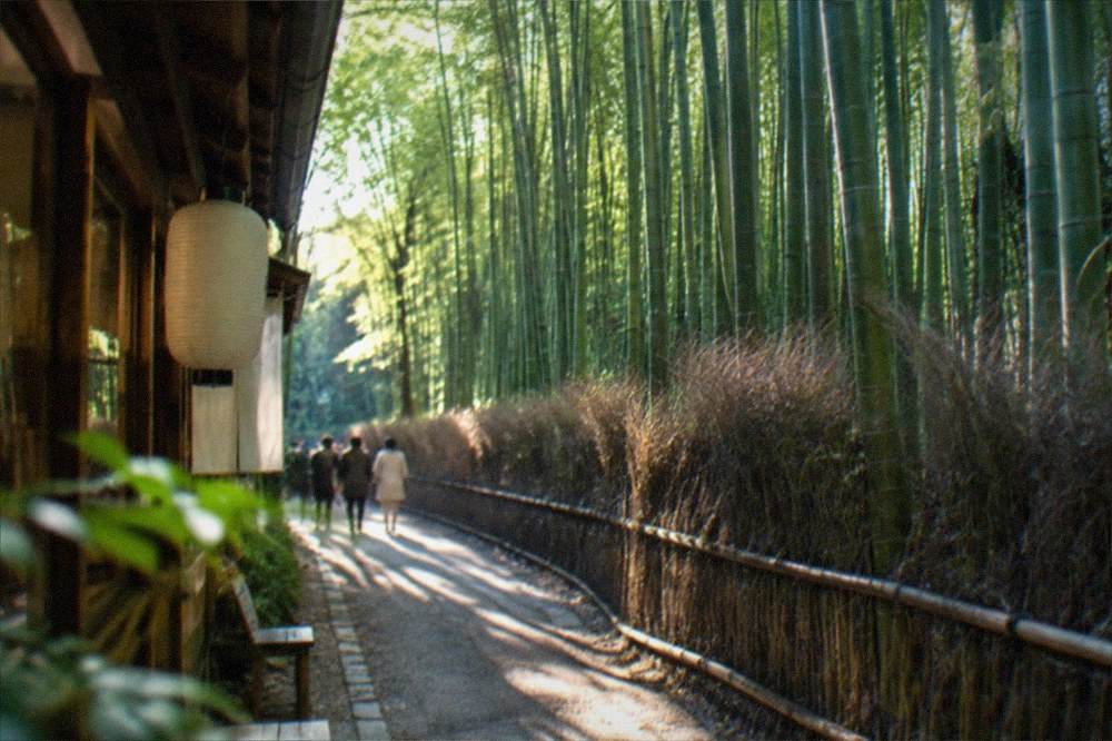 A tall bamboo grove path with sunlight filtering through dense green stalks