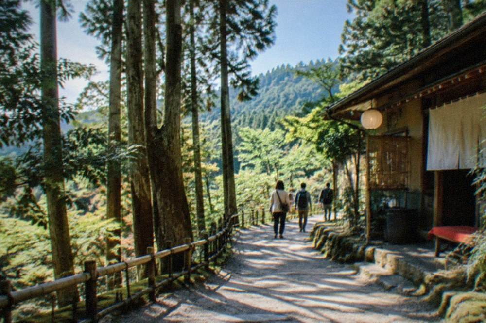 A cedar forest trail on the ridge between Kurama and Kibune north of Kyoto