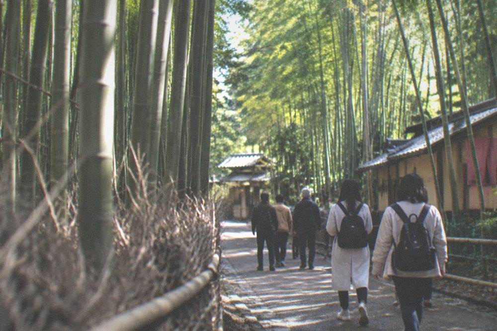 A bamboo grove path with tall green stalks on both sides and visitors walking through