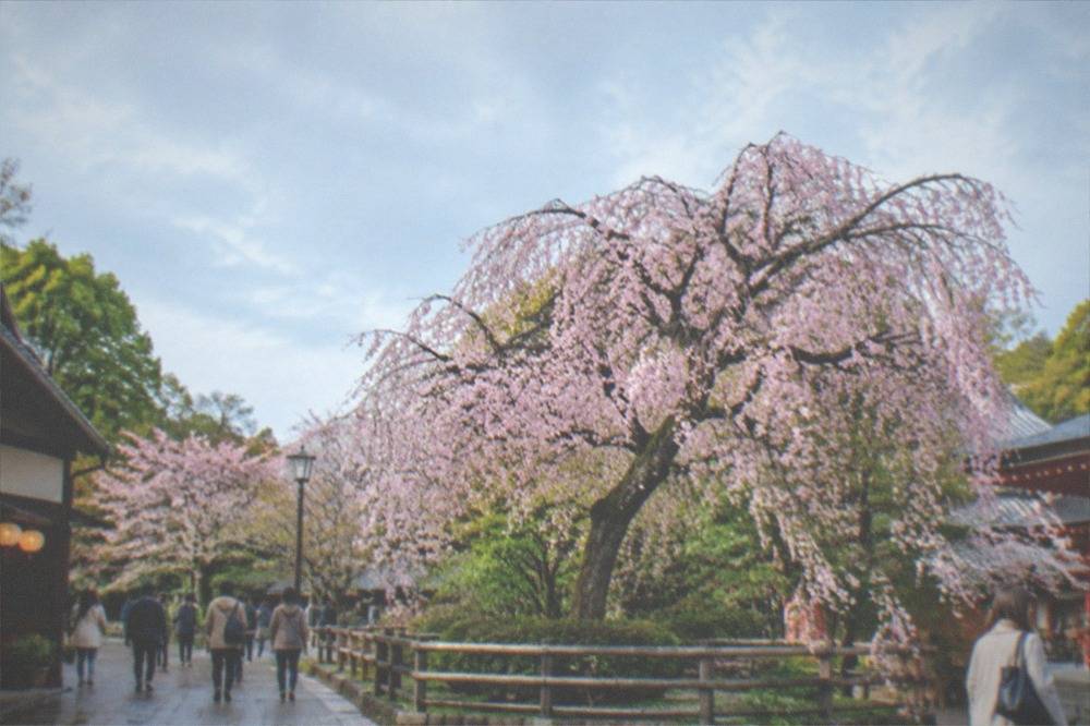 The large weeping cherry tree in Maruyama Park just behind Yasaka Shrine in late March