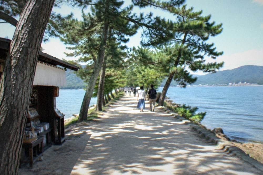 A sandy path lined with pine trees running straight between two blue bays