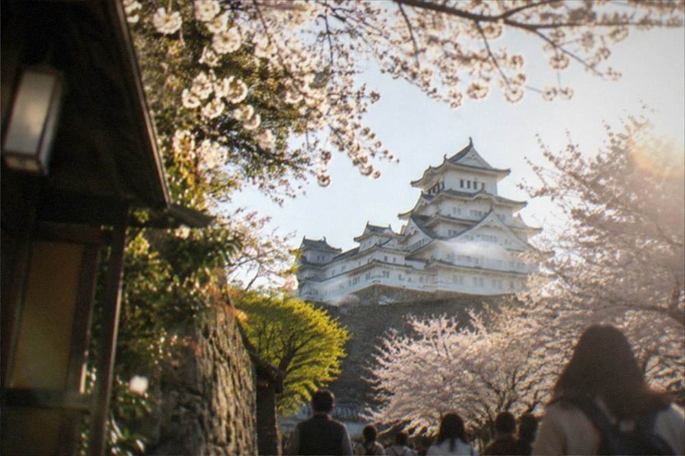 Cherry blossom trees in full bloom framing the white castle keep in the background