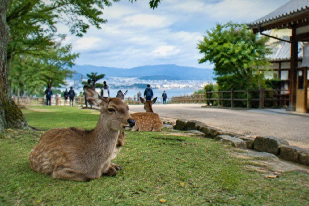 Deer resting on the grass beside a temple path in Nara Park