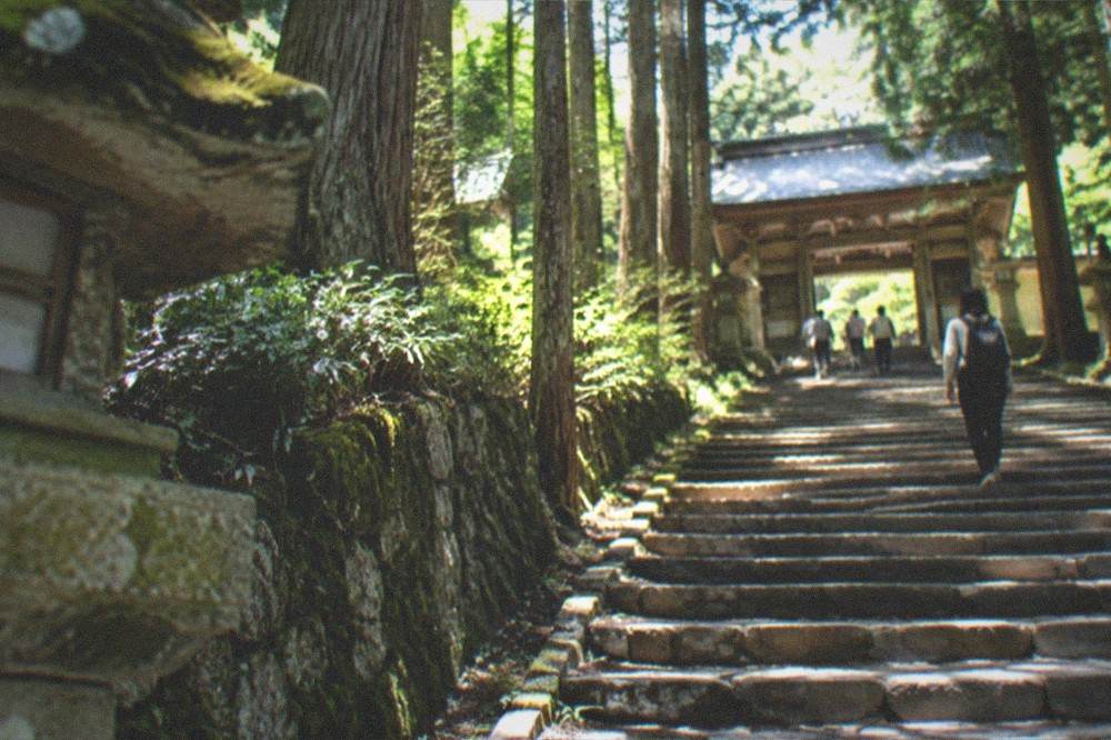 Stone steps leading up through cedar forest toward a temple gate