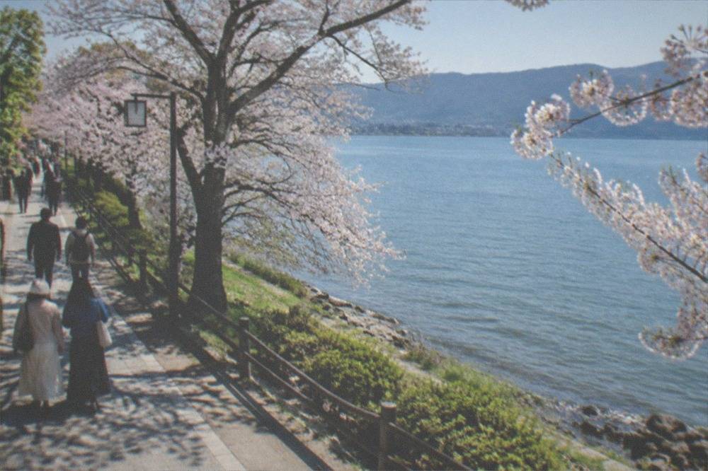 Cherry trees in bloom along a lakeside path with the water beyond